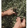La Provençale Bio - Anti-wrinkle moisturizing cream - Organic olive oil
